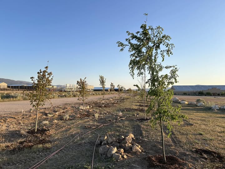Newly planted trees with mulch rings beside a gravel path at the equestrian center, arena buildings and mountains in the background.