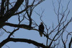 State Bald Eagle Day Set for Feb. 4 in Sanpete County Annual Event to be Held in Fountain Green.