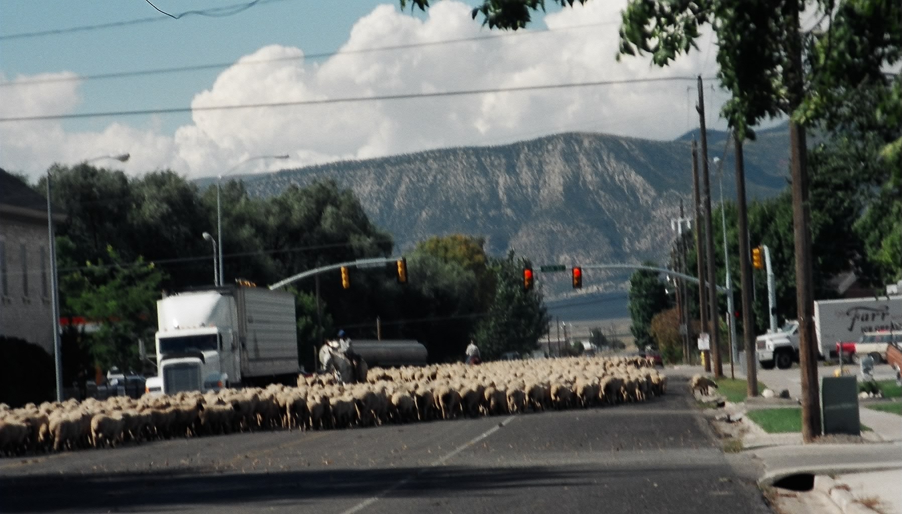 Lamb Days in Ephraim, Utah